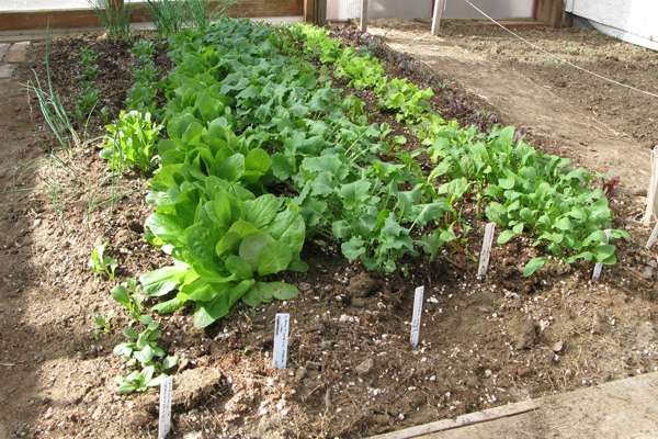 organic farm produce and vegetables, garden, kate rossetto, billings, montana